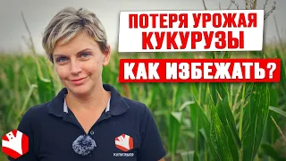 Фосфор в питании кукурузы: признаки недостатка и избытка  | Растениеводство | Культиватор