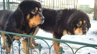 Девочки  сестрички тибетские мастифы #tibetanmastiff  #тибетскиймастиф #волчьяземля