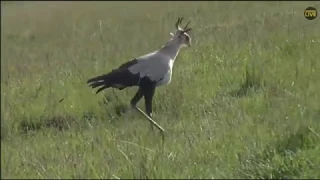 ~ SEKRETARZ (  Sagittarius serpentarius ) ~ AFRYKA  SAFARI  23/12/2018