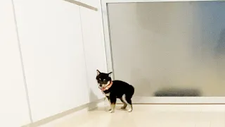 遊びに興奮してウンチが出てしまった柴犬 #shorts