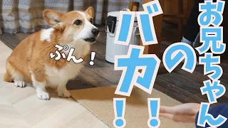 しつこい長男へ怒！！文句が止まらないコーギー犬