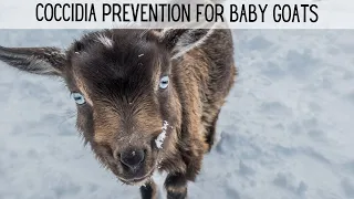 Coccidia Prevention in Baby Goats | Three Little Goats Homestead