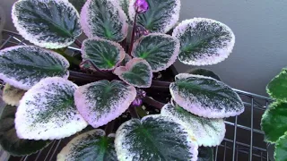 African Violets............quick update on blooms