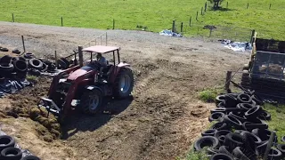 Feeding silage and a dead beefie