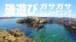 伊豆半島で磯遊び！ガサガサで小さなタコもGET！！#磯遊び