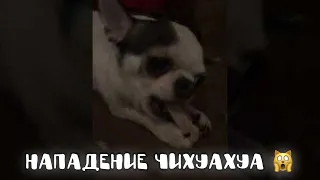 #shorts Нападение чихуахуа 🙀 Chihuahua attack