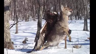 Eagle Attacks Deer