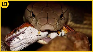 The Most Vicious Slayer Among The Species Of Snakes The King Cobra!