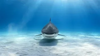 Biggest Sharks and Most Dangerous Ones Documentary Full HD 1080p