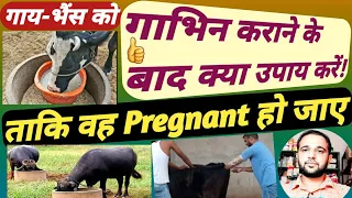 👍गाय 🐄 भैंस 🐃 को गाभिन कराने के बाद क्या उपाय करें! ताकि आपका पशु प्रेग्नेंट हो जाए! Pregnant ho