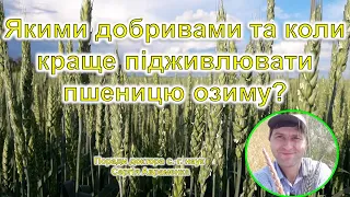 Якими добривами та в який період підживлювати пшеницю?