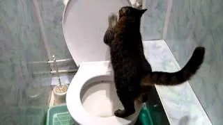 Кот ходит в туалет / Cat goes to the toilet