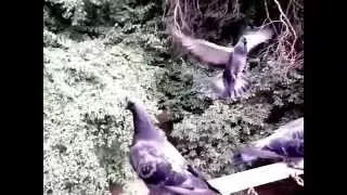 Полет голубей в замедленном движении (Flying doves in the slow motion)