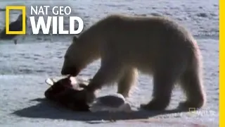 Polar Kings | Nat Geo Wild