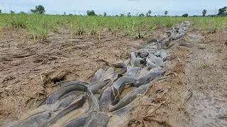 Best amazing fishing! a fisherman skill catch a lot of fish on waterway at field by hand fisherman