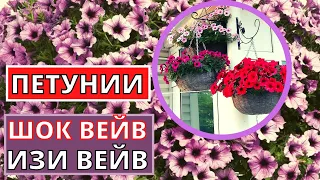 ПЕТУНИЯ серия Вейв- Шок Вейв и Изи Вейв. Характеристики и преимущества сорта