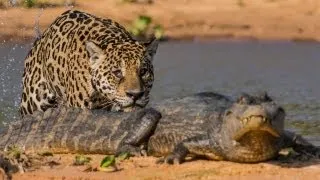 Jaguar Attacks Crocodile: Big Cat Attacks Caiman Crocodile