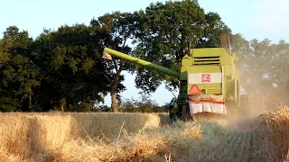 barley harvest (2018)