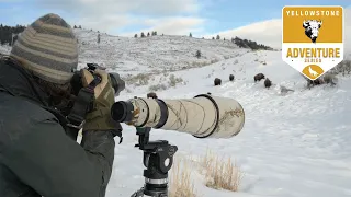 5 Days Wildlife Photography in Yellowstone National Park - ep.1