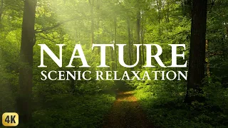 Nature 4K - Scenic Relaxation Film With Calming Music