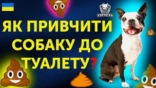 🇺🇦Як привчити собаку до туалету? | Чому собака гадить вдома? | Корисні поради та кейси з життя