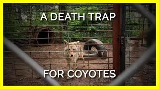 Coyotes at Roadside Zoo Dead Four Months After Filmed in Decrepit Conditions