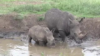 Durban Safari with Tim Brown Tours - Rhino mother and calf at a mud wallow