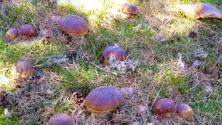 Foraging For Giant Porcini Mushrooms (Boletus Edulis)