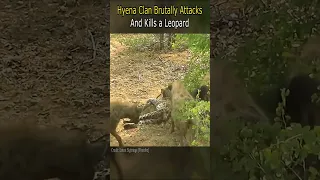 Hyena Clan Brutally Attacks And Kills a Leopard