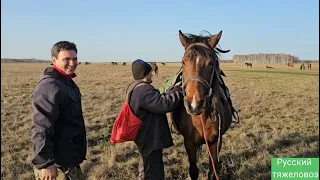 Ожеребилась вороная красотка | недочёт в табуне