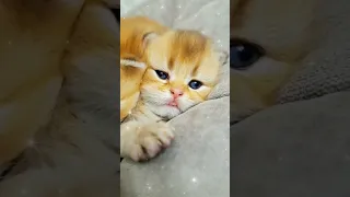 Cute kitten