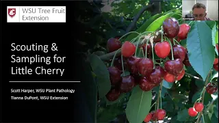 Scouting and Sampling for Little Cherry Disease - Part 1 - WSU-OSU Webinar Session 3