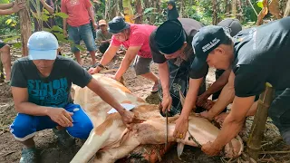 Qurban Sapi Dulu Biar Berkah - Sapi Qurban Idul Adha 2022/1443 H