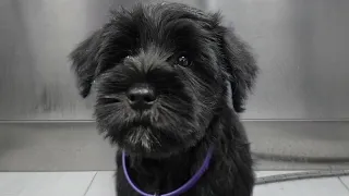 Sweet Miniature Schnauzer puppy gets her first spa day