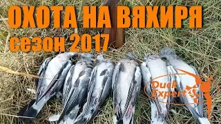 Охота на вяхиря! Лучшие моменты сезона 2017! Часть 2