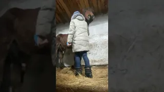 Ксения и Олигарх. Девушка хочет спасти коня / Костанайские новости
