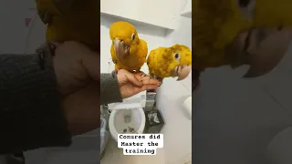 MUST WATCH! PARROTS ARE MASTERING POOP TRAINING in the toilet!