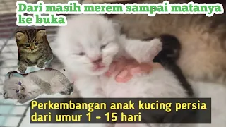 Perkembangan Anak kucing Persia dari umur 1 - 15 hari