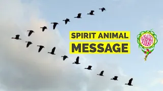 Spirit Animal Message from the Geese