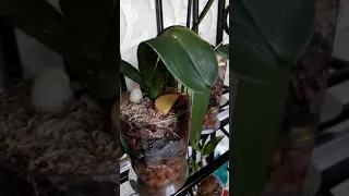 Тест на вредителей орхидеи