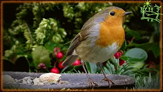 Голоса птиц Как поёт Малиновка {Зарянка} (Erithacus rubecula)