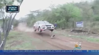 Caught On Camera: Car Jumps Over Dog During Race