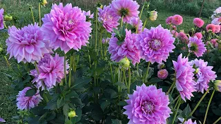 Dahlia garden tour before potential frost