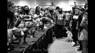 BULLY TALK WITH ZEB PITS:  RUMBLE IN THE JUNGLE EXOTIC AND AMERICAN BULLY DOG SHOW