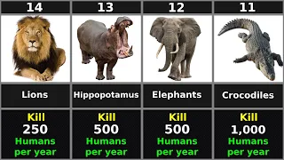 Deadliest Animals Which Causes The Most Human Deaths Every Year.