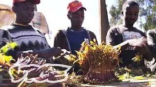 Khat Power: The Latest War On Drugs