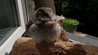 A crow, a kitty, an eagle owl and a little owl sitting on a window...