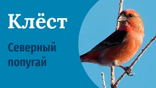 Клесты - северные попугаи