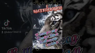 С наступающим Новым Годом!Годом Тигра!🎄🎆🐯