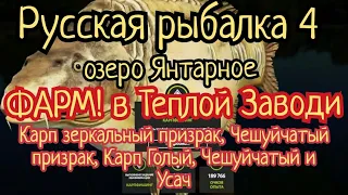 РР4. озеро Янтарное.  ФАРМ в Теплой заводи. Карп зеркальный-призрак, Голый, Зеркальный, Чешуя и Усач